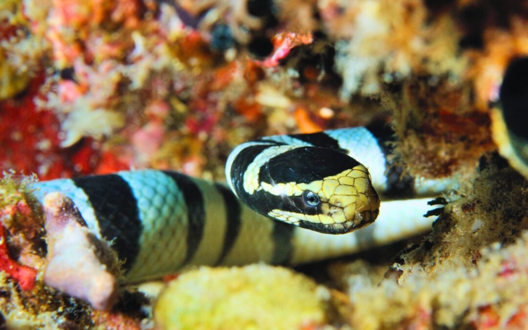 Serpientes de mar Tailandia | Peligros en el mar