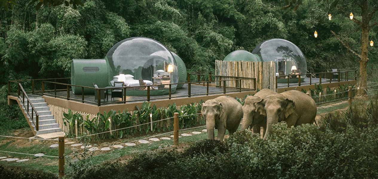Puedes dormir con elefantes bajo las estrellas en una ‘burbuja de la jungla’ en Tailandia (incluye video)