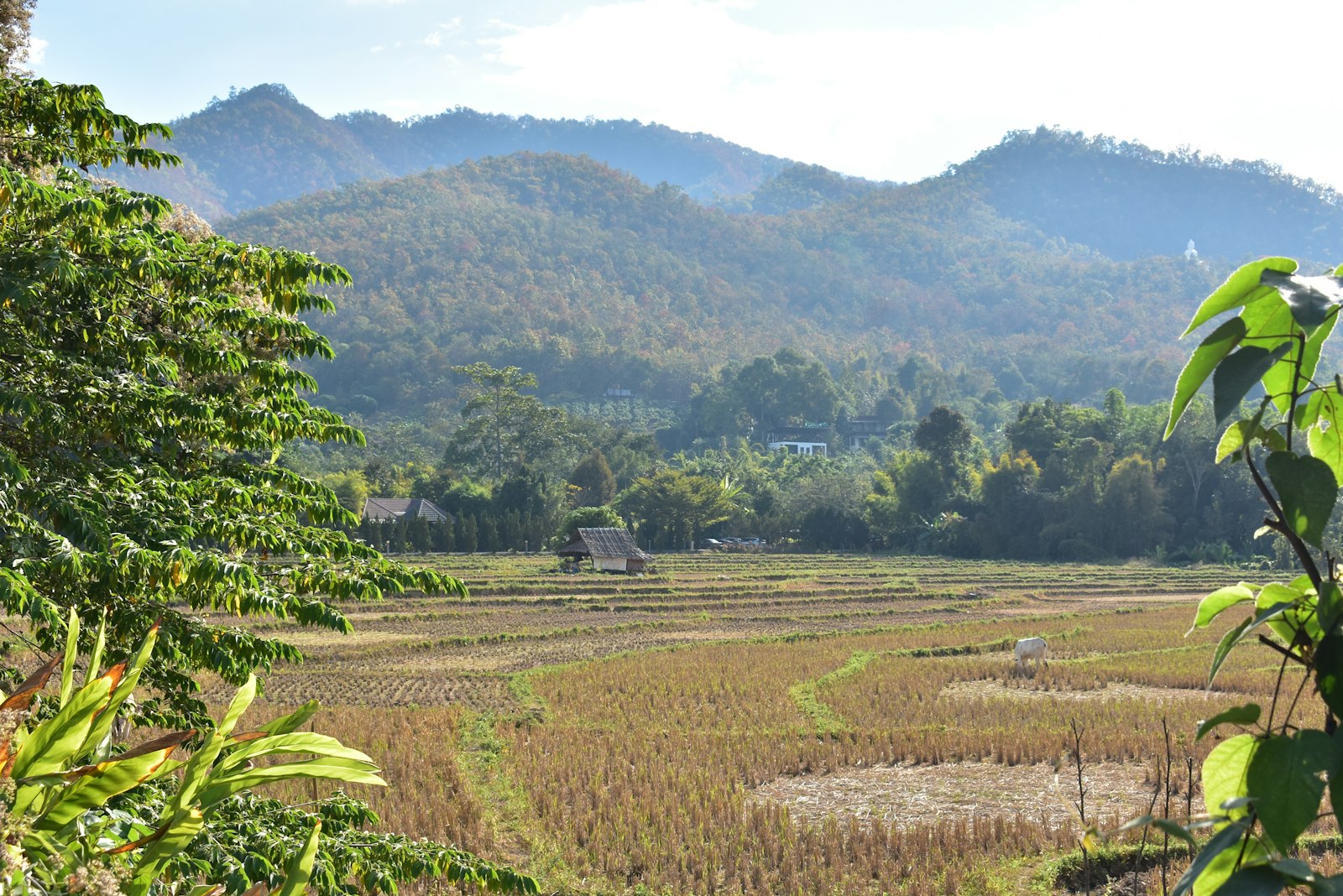 Arrozales y montañas en el valle de Pai, en el norte de Tailandia